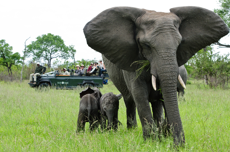 Safari-Images-3.jpg
